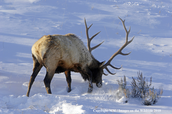 Rocky Mountain Bull Elk