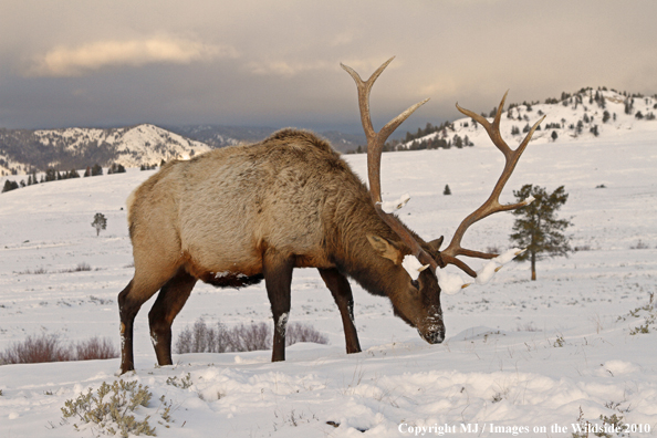 Rocky Mountain Bull Elk in habitat. 