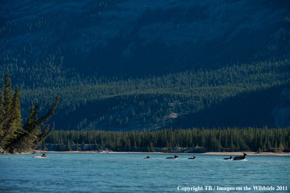 Elk in river. 