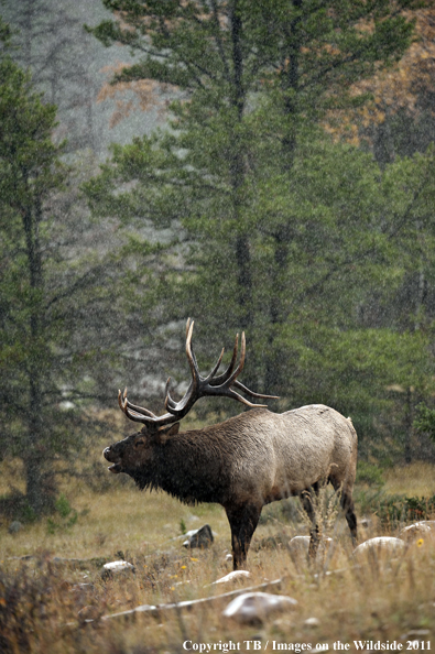 Rocky Mountain bull elk bugling. 