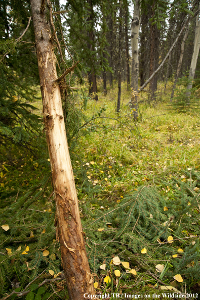 Elk rub in forest.  