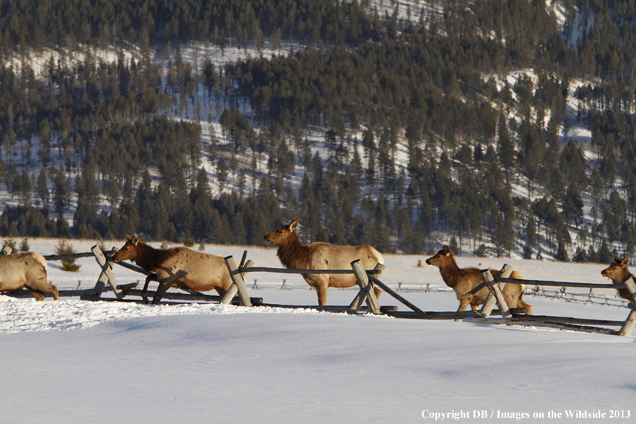 Elk in winter near urban area.