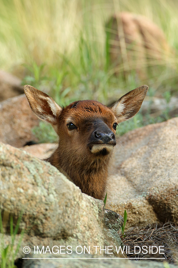 Rocky Mountain Elk calf in habitat. 