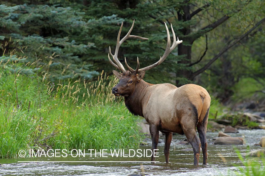 Rocky Mountain Bull Elk in habitat.