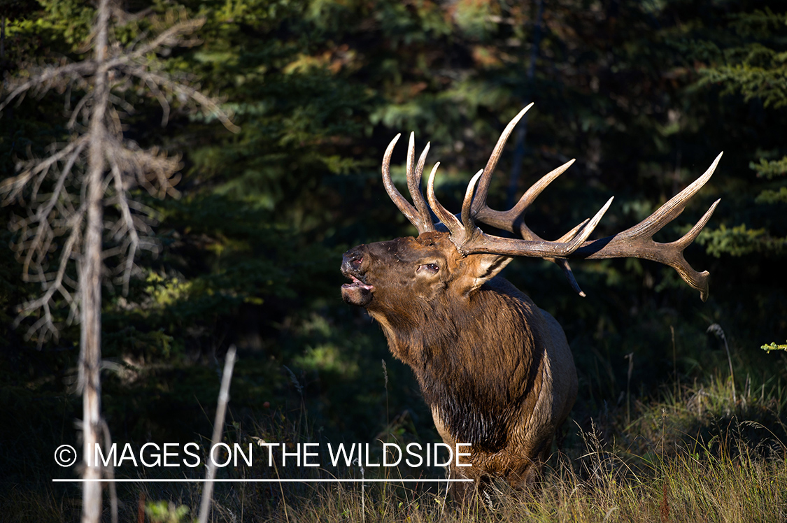 Bull elk bugling.