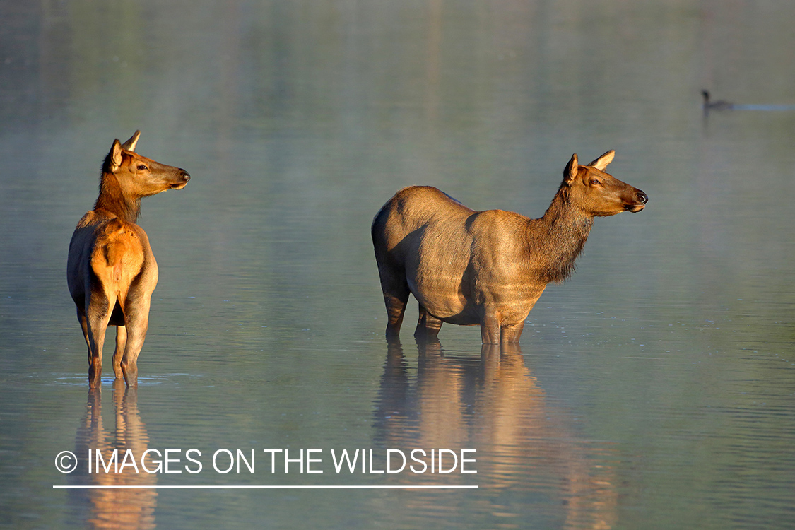 Two cow elk standing in water.