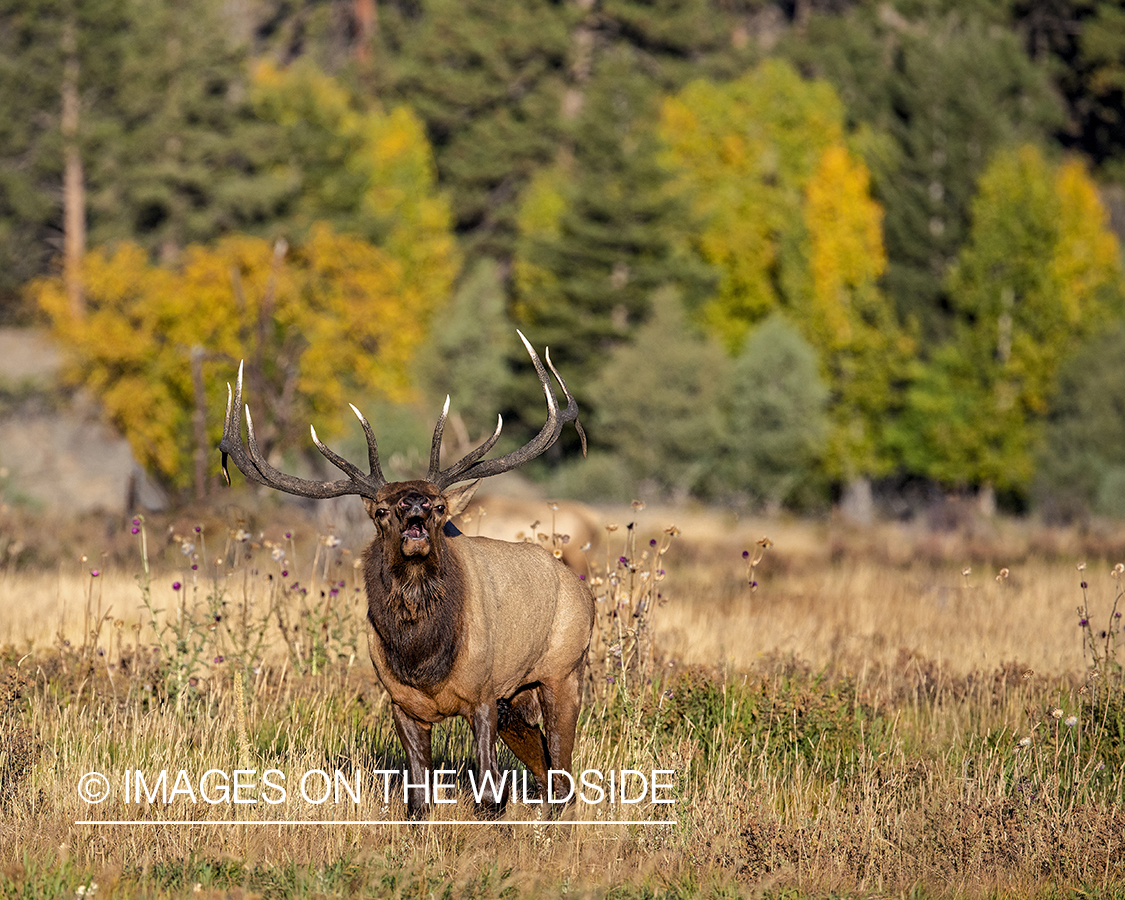 Bull elk bugling in field.