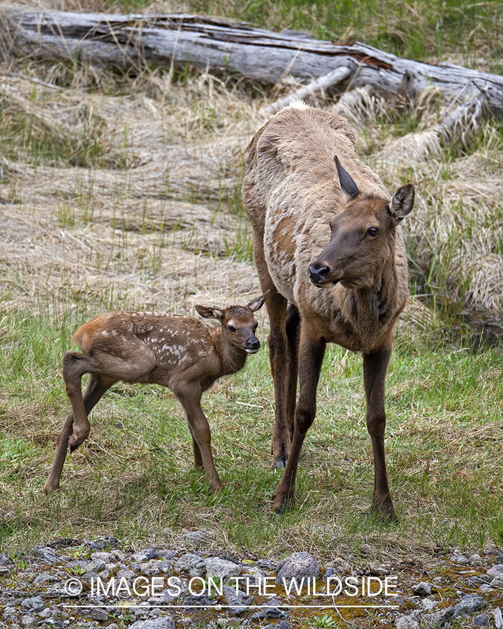 Cow elk with newborn calf.