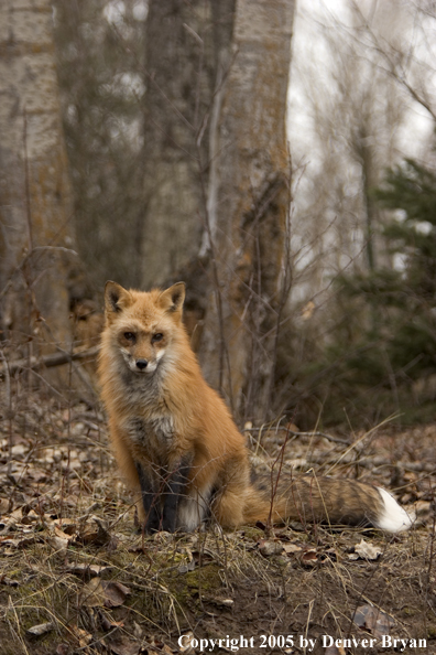 Red fox in habitat.