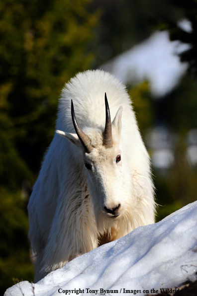 Billy Mountain Goat