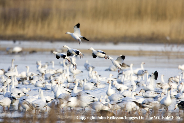 Snow geese in habitat.