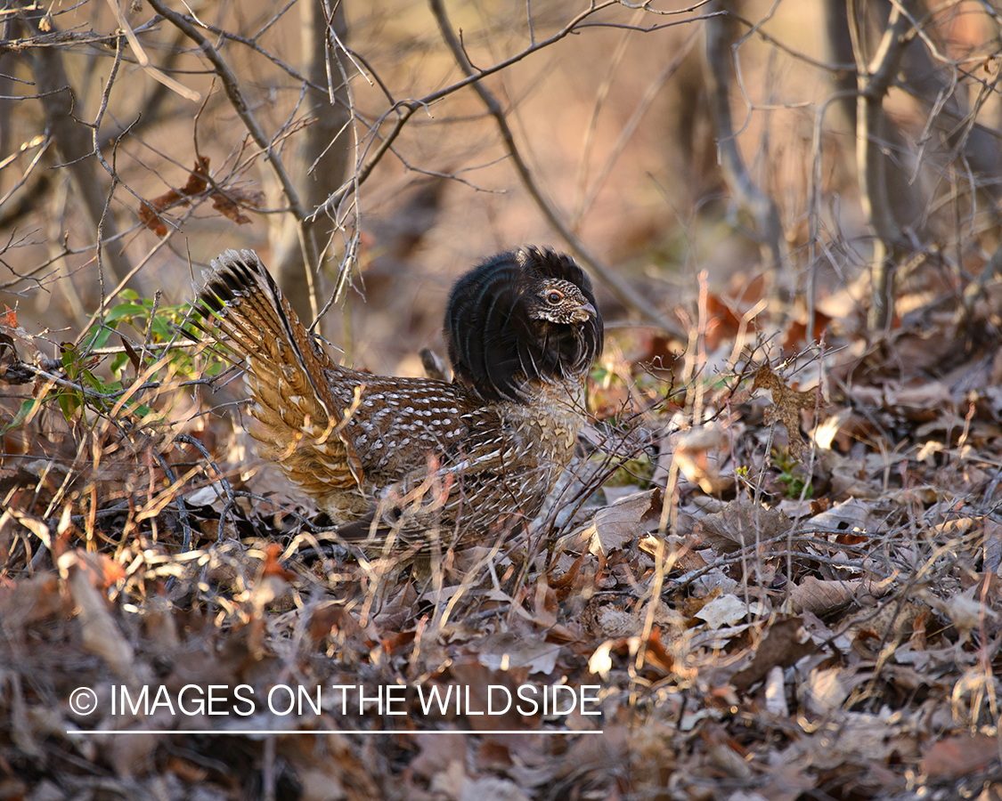 Ruffed Grouse.