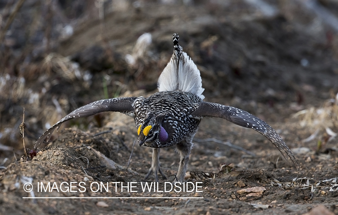 Sharp-tailed Grouse on leks in spring.