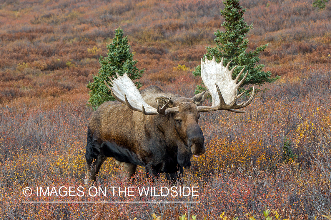 Alaskan bull moose in habitat.