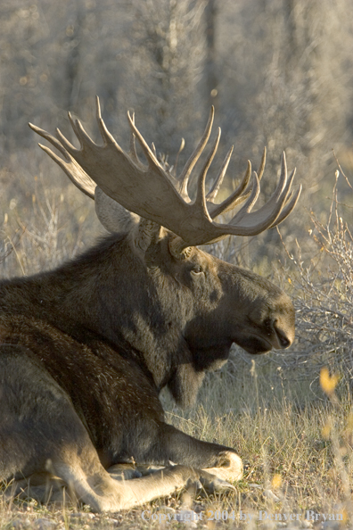 Shiras bull moose bedded down.