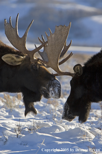 Shiras bull moose battling in habitat.