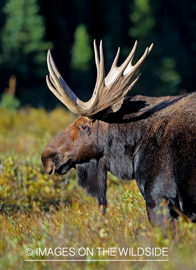 Bull moose in habitat.