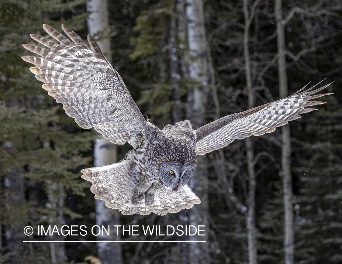 Great Grey Owl in habitat.