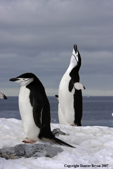 Chinstrap penguin in habitat