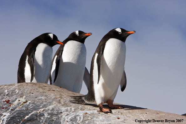 Gentoo Penguin in habitat