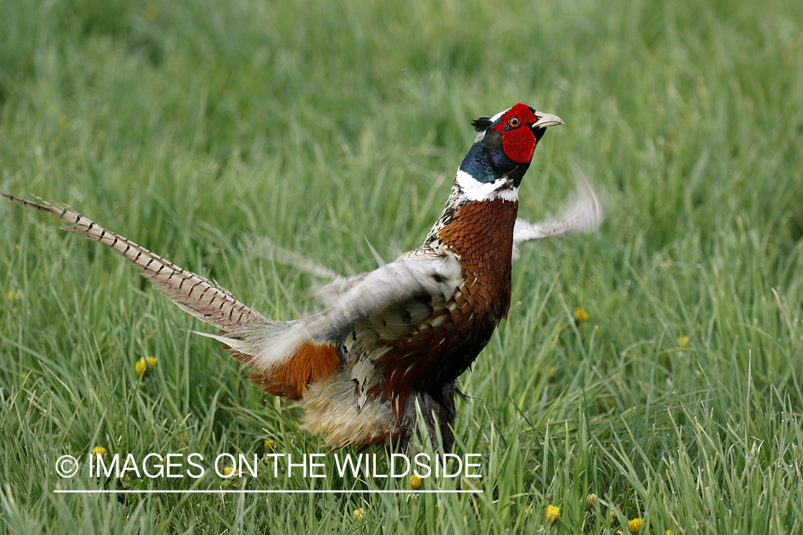 Ring-necked pheasant in grass.