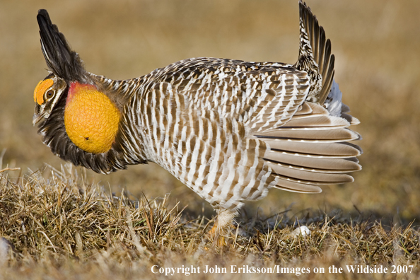 Greater Prairie Chicken in habitat.