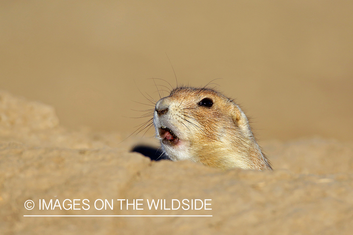 Prairie dog in habitat.