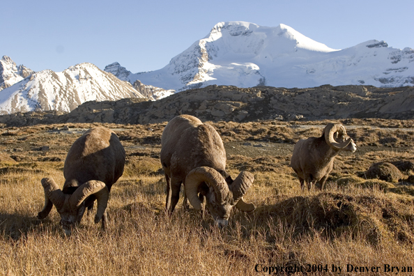 Herd of Rocky Mountain bighorn sheep (rams).