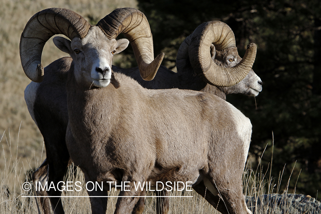 Rocky Mountain bighorn sheep in field.