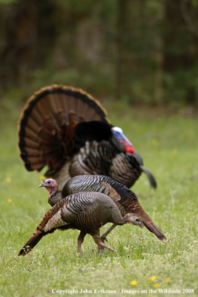 Eastern Wild Turkey