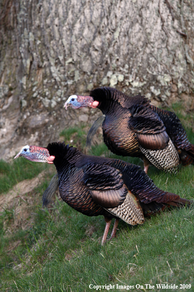 Eastern Wild Turkeys in habitat