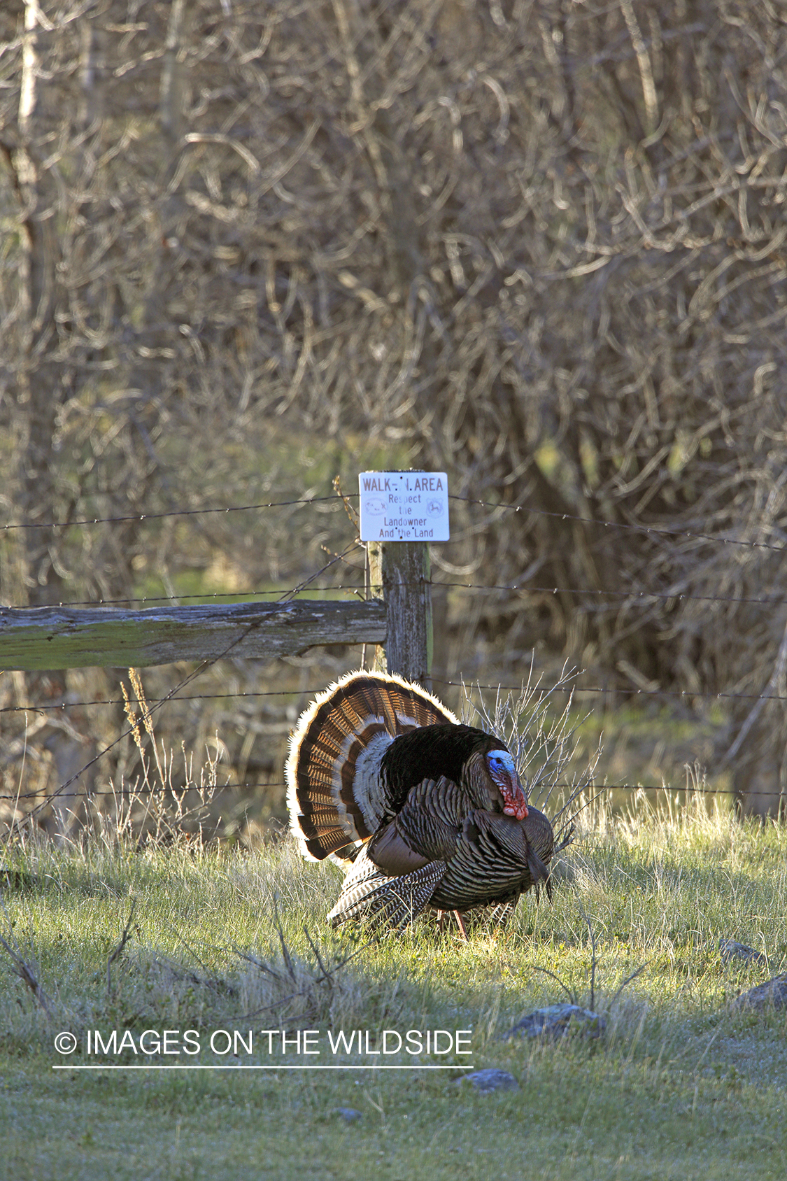 Male Merriam's turkey displaying in habitat.