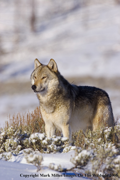 Gray wolf in winter habitat.   