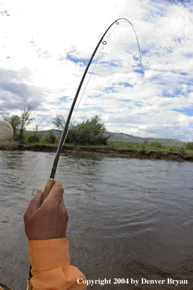 Flyfisherman playing fish.