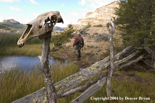 Flyfishermen walking along riverbank.  Horse skull in foreground.