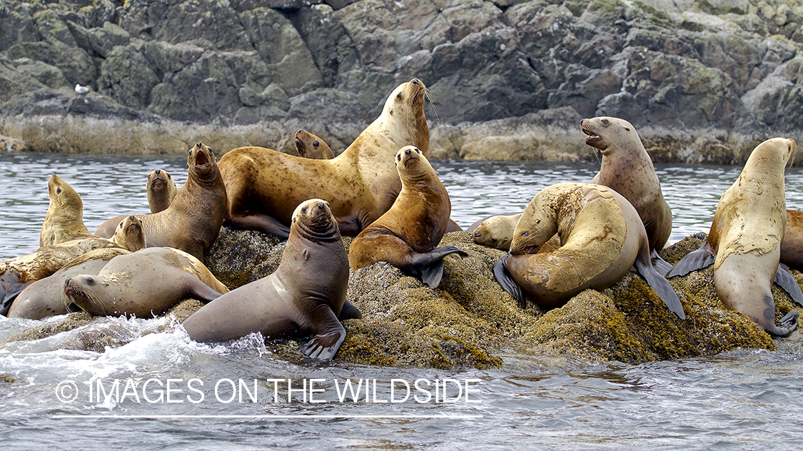 Sea Lions on rock.