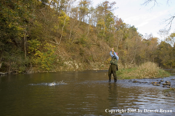 Flyfisherman playing trout on small creek.