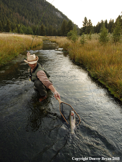 Flyfisherman Landing Rainbow Trout