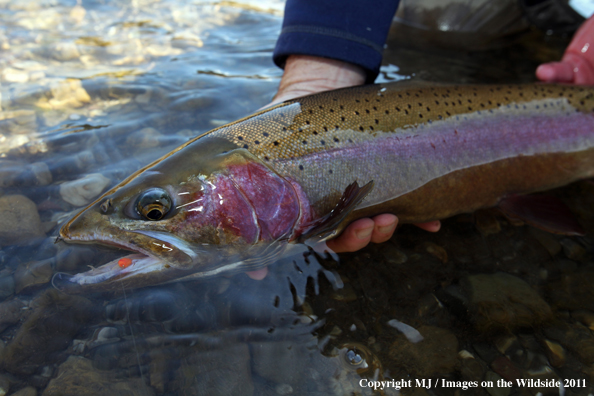 Rainbow trout in habitat.