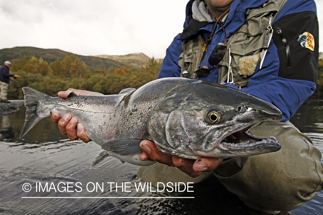 Flyfisherman with Silver Salmon, in Alaska.