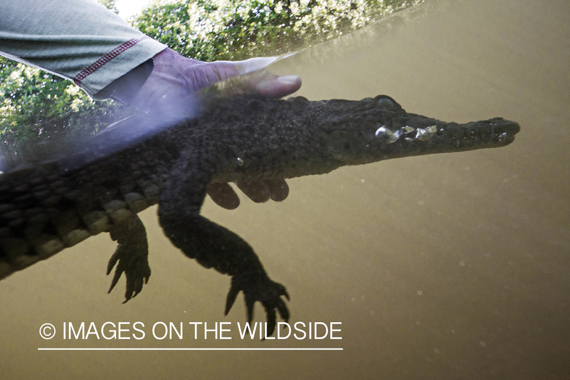 Flyfisherman releasing a small alligator.