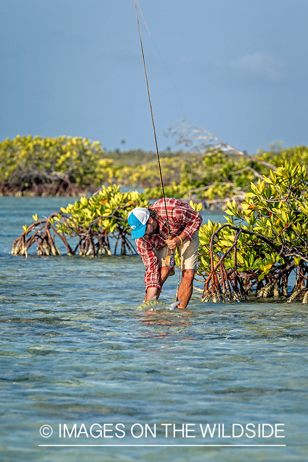 Flyfisherman releasing bonefish.