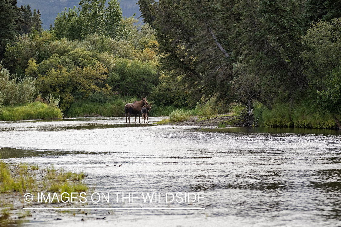 Cow and calf moose on Nushagak river.