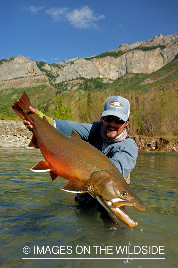 Flyfisherman releasing bull trout.