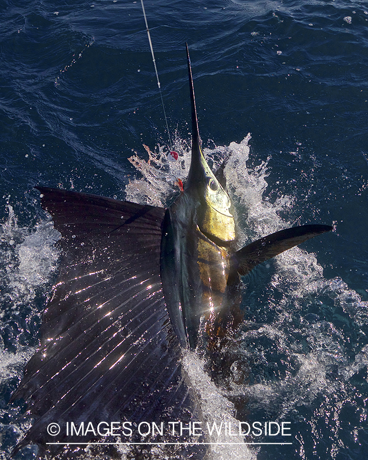 Sailfish on the line.