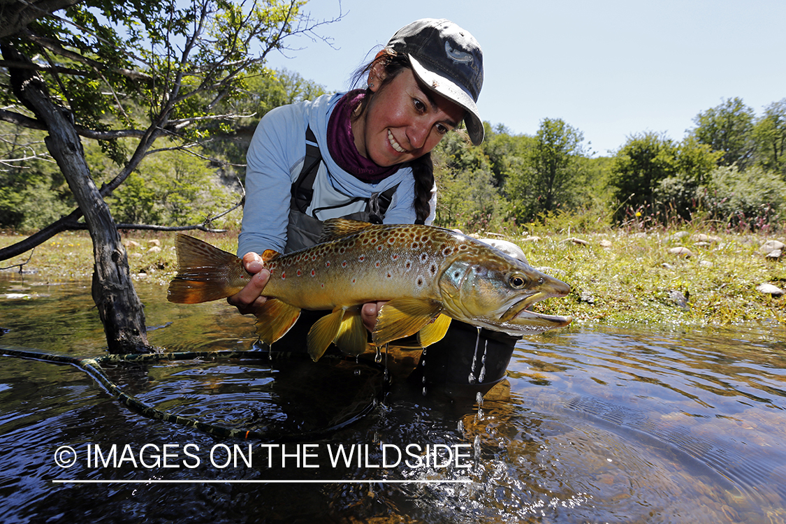 Flyfishing woman releasing brown trout.