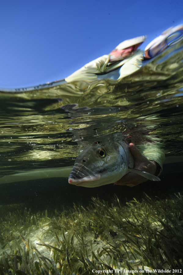 Fisherman releasing a bonefish.