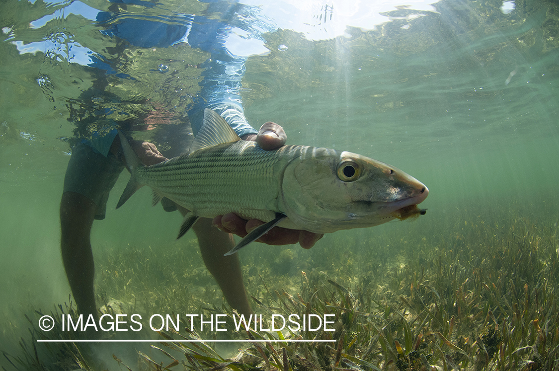 Flyfisherman releasing bonefish.