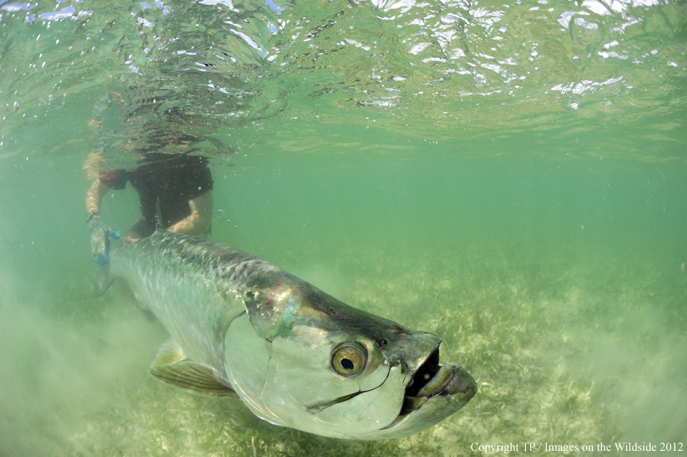 Flyfisherman releasing Tarpon. 