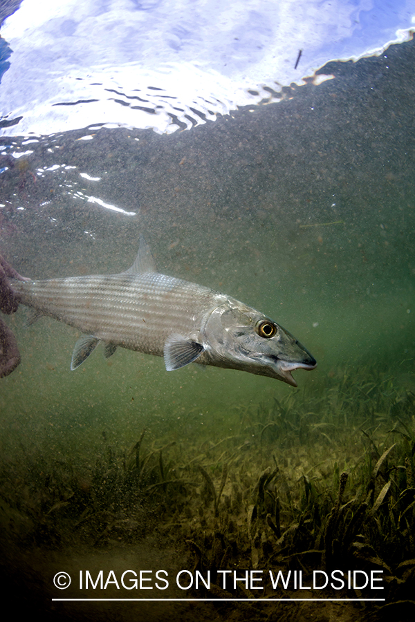 Bonefish being released underwater.